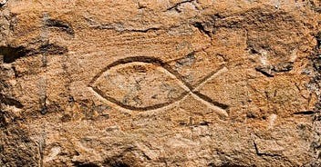 fish in rock