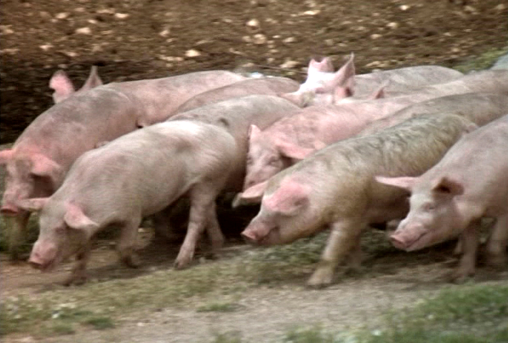 pigs over cliff