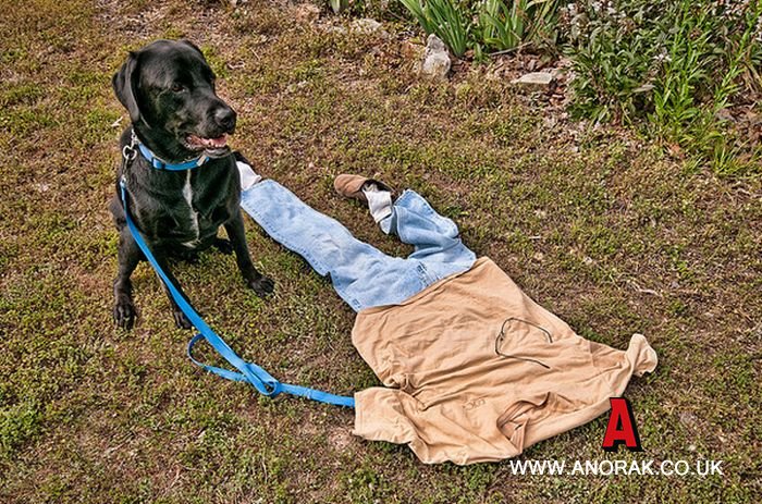 dog not raptured