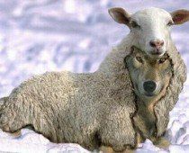 wolf in sheeps clothing